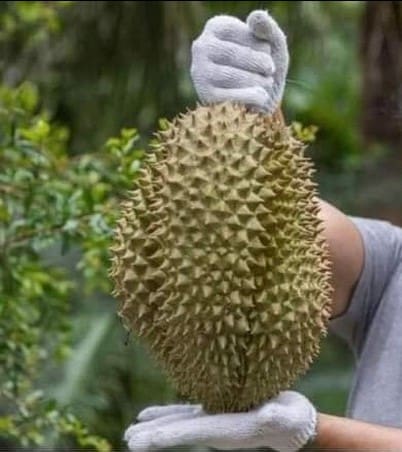 durian matang akan berbunyi ketika digoncang