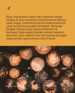 Kayu: Material Paling Langka di Alam Semesta yang Hanya Tumbuh di Bumi